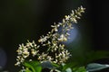 Heavenly bamboo flowers