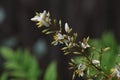 Heavenly bamboo flowers.