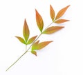 Heavenly bamboo Nandina colorful fall leaf on white background Royalty Free Stock Photo