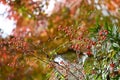 Heavenly bamboo  Nandina domestica  berries. Royalty Free Stock Photo