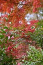 Heavenly bamboo  Nandina domestica  berries. Royalty Free Stock Photo