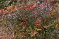 Heavenly bamboo  Nandina domestica  berries. Royalty Free Stock Photo