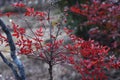 Heavenly bamboo  Nandina domestica  berries. Royalty Free Stock Photo