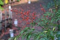 Heavenly bamboo  Nandina domestica  berries. Royalty Free Stock Photo