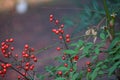 Heavenly bamboo  Nandina domestica  berries. Royalty Free Stock Photo