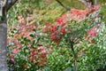 Heavenly bamboo  Nandina domestica  berries. Royalty Free Stock Photo