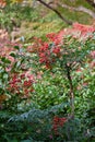 Heavenly bamboo  Nandina domestica  berries. Royalty Free Stock Photo