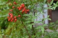 Heavenly bamboo ( Nandina domestica ) fruits and leaves. Berberidaceae evergreen plants. Royalty Free Stock Photo