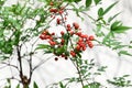 Heavenly bamboo ( Nandina domestica ) fruits and leaves. Berberidaceae evergreen plants.