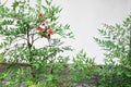 Heavenly bamboo ( Nandina domestica ) fruits and leaves. Berberidaceae evergreen plants. Royalty Free Stock Photo