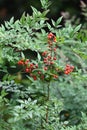 Heavenly bamboo ( Nandina domestica ) fruits and leaves. Berberidaceae evergreen plants.