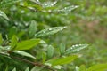 Heavenly bamboo ( Nandina domestica ) fruits and leaves. Berberidaceae evergreen plants.