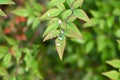 Heavenly bamboo ( Nandina domestica ) fruits and leaves. Berberidaceae evergreen plants. Royalty Free Stock Photo