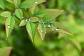 Heavenly bamboo ( Nandina domestica ) fruits and leaves. Berberidaceae evergreen plants.