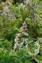 Heavenly bamboo Nandina domestica panicle with white flowers Royalty Free Stock Photo