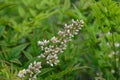 Heavenly bamboo Nandina domestica panicle with white flowers yand buds