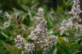 Heavenly bamboo Nandina domestica panicle with white flowers yellow stamen Royalty Free Stock Photo