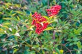 Heavenly bamboo plant, Nandina domestica. Vibrant foliage color, and red berries close-up in a sunny day Royalty Free Stock Photo