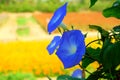 Heavenly Blue Morning Glory Flower. Over Blurred Green Garden With Morning Warm Light, Beauty Of Nature.