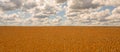 Heavenly Haven: Sky and Wheat Field Embracing Peace