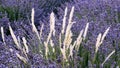 Heavenly Lavender, Provence Royalty Free Stock Photo
