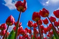 Heavenly Perspective: Tulipa agenensis (Eastern Star Tulip) Gazing Upward Against a Blue Sky Royalty Free Stock Photo