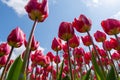 Heavenly Perspective: Tulipa agenensis (Eastern Star Tulip) Gazing Upward Against a Blue Sky Royalty Free Stock Photo