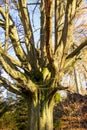 Heavily branched old beech in the nature reserve Urwald Sababurg near Kassel Royalty Free Stock Photo