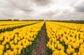 Yellow blooming tulips on the field of a Dutch flower bulb nursery Royalty Free Stock Photo