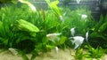 Heavily planted fresh water aquarium with pearl diamond pterophillum scalare fish Royalty Free Stock Photo