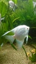 Heavily planted fresh water aquarium with pearl diamond pterophillum scalare fish