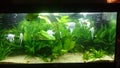 Heavily planted fresh water aquarium with pearl diamond pterophillum scalare fish