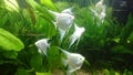 Heavily planted fresh water aquarium with pearl diamond pterophillum scalare fish