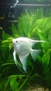 Heavily planted fresh water aquarium with pearl diamond pterophillum scalare fish