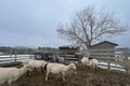 Heavily pregnant sheep in early spring