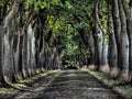 Heavily processed image of a historical avenue of English oaks in Kirchlinteln, Germany