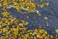 Heavily textured asphalt parking lot surface with bright yellow autumn leaves