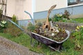 Heavily used retro vintage wheelbarrow construction cart remade to be used as garden decoration with two carved out squashes and Royalty Free Stock Photo