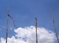 Heavily windblown flags on long bamboo poles against a blue sky. Royalty Free Stock Photo