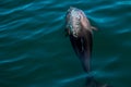 Heaviside& x27;s dolphin, photographed in Cape Town, South Africa