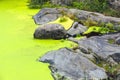 Heavy algae bloom