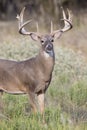 Heavy antlered whitetail buck in portrait photograph Royalty Free Stock Photo