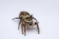 Heavy body jumping spider, Hyllus semicupreus, Satara, Maharashtra Royalty Free Stock Photo