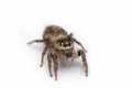 Heavy body jumping spider , Hyllus semicupreus, Satara, Maharashtra Royalty Free Stock Photo