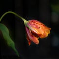 French tulip flower, beautiful orange and yellow tulip against black background. Extraordinary tulip with jagged petals Royalty Free Stock Photo