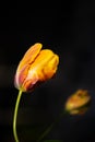 French tulip flower, beautiful orange and yellow tulip against black background. Extraordinary tulip with jagged petals