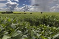 Heavy clouds and rain arrive at a green soybean plantation in the rural area Royalty Free Stock Photo