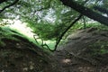 Heavy crown of a huge old tree