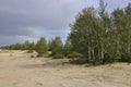 Heavy dark blue with tint of grey clouds in the cold summer sky over  green forest growing in the sand. North Royalty Free Stock Photo