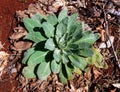 Heavy Dew on Common Mullein Plant Royalty Free Stock Photo